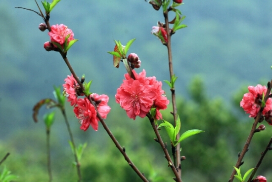 桃花图片附介绍:相册的图片免费下载 桃花图片附介绍:相册的图片免费下载