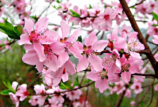 桃花图片附介绍:相册的图片免费下载 桃花图片附介绍:相册的图片免费下载