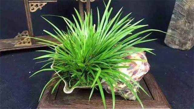 菖蒲叶子黄了怎么办 菖蒲叶子黄了怎么办