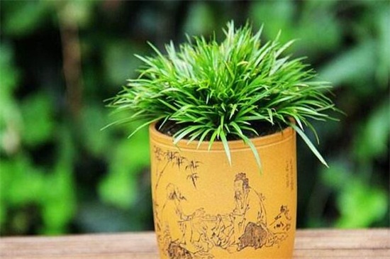 菖蒲叶子黄了怎么办 菖蒲叶子黄了怎么办