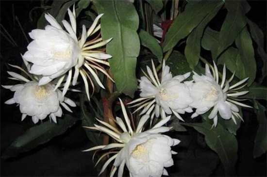 盆栽昙花的养殖方法和注意事项 盆栽昙花的养殖方法和注意事项