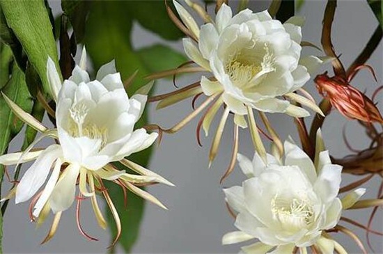 盆栽昙花的养殖方法和注意事项 盆栽昙花的养殖方法和注意事项