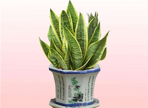 虎皮兰的养殖方法和注意事项 虎皮兰的养殖方法和注意事项