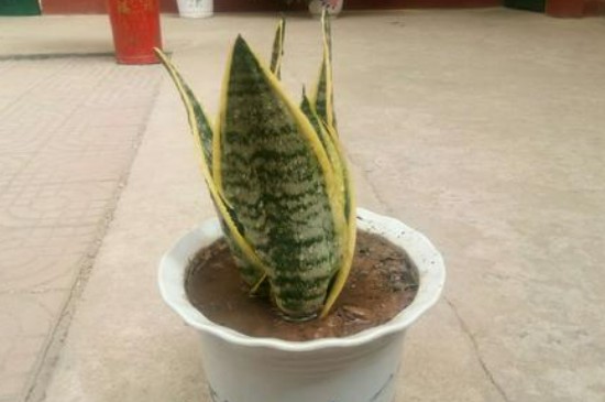 虎皮兰怎么浇水 虎皮兰怎么浇水