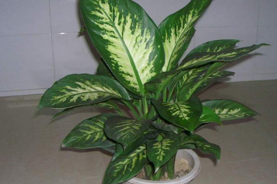 银皇后能用花生米施肥吗 银皇后能用花生米施肥吗